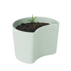 Pot avec graines YOUR TREE, Vert (Pin)
